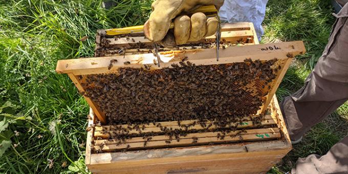 Atelier apiculture dans Vive les Groues